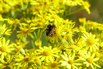 White-Tailed Bumblebee (Bombus lucorum), taken in the UK