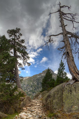 Beautiful footpath in the mountains, along a dead pine tree on a rock, looking like the entrance to a valley