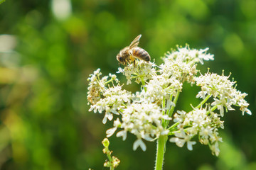 Honeybee (Apis mellifera) in the UK