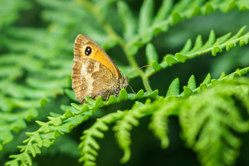 Fototapeta premium Gatekeeper Butterfly (Pyronia tithonus), taken in the UK