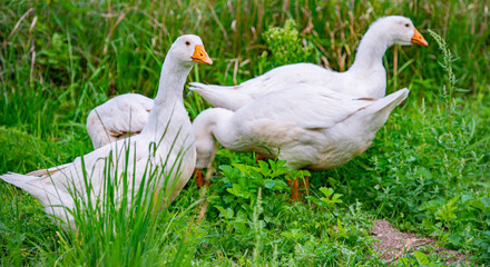 white geese in the garden close up