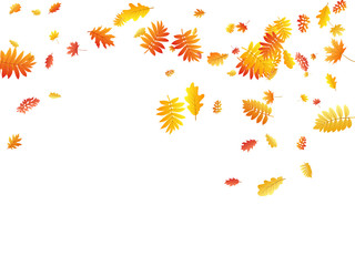 Oak, maple, wild ash rowan leaves vector, autumn foliage on white background.