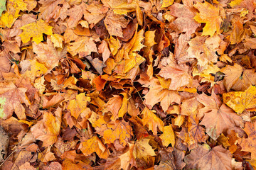 Jesienne liście © Grzegorz Targosz