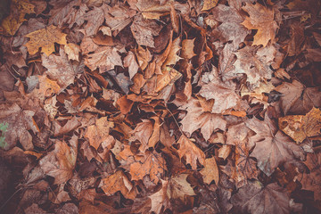 Jesienne liście © Grzegorz Targosz