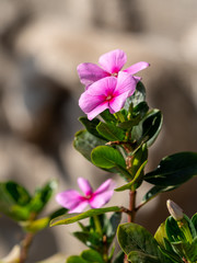 Obraz premium Pretty pink periwinkle flowers in garden