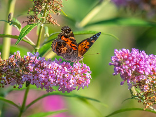 Buckeeye butterfly in park in summer