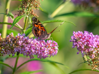 Buckeeye butterfly in park in summer