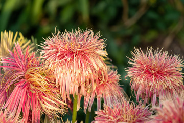 A double Gerbera daisy in pink