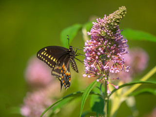 Black swallowtail butterfly in summer