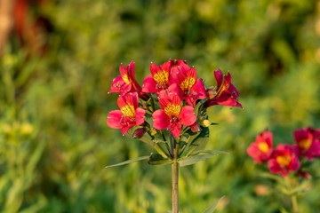 Fototapeta premium A Peruvian lily flower in red and yellow