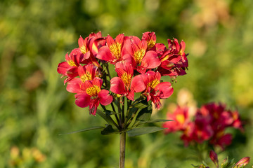 A Peruvian lily flower in  red and yellow