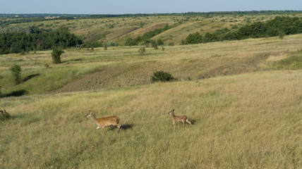 Deer in the steppe in Russia, aerial photo