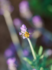 Amegilla bee in South Africa