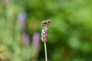 Geranium Bronze Butterfly(Cacyreus marshalli), South Africa