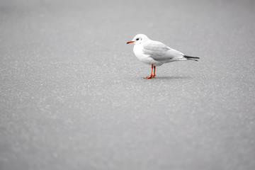A seagull is sitting on the wall
