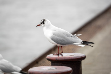 A seagull is sitting on the wall