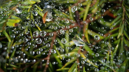 Raindrops in a spider web