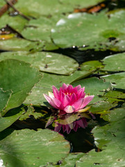 Pink water lily on pond in the UK