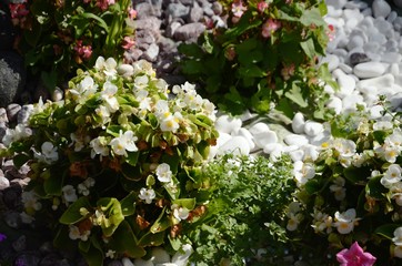 Fototapeta na wymiar Macédoine du Nord : Parterres de fleurs à Lagadin (région d’Ohrid)