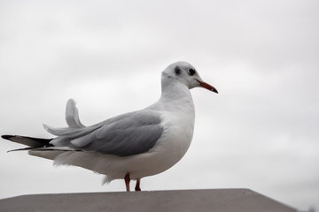 A seagull is sitting on the wall