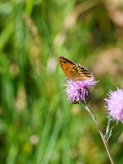 Gatekeeper Butterfly (Pyronia tithonus), taken in the UK
