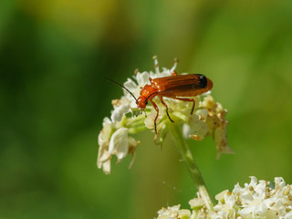 Red Soldier Beetle (Rhagonycha fulva)