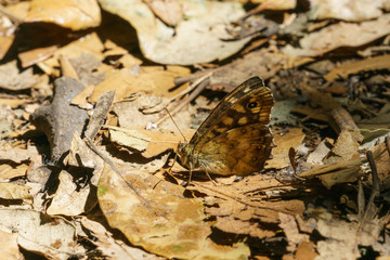 Speckled Wood Butterfly (Pararge aegeria), in the UK