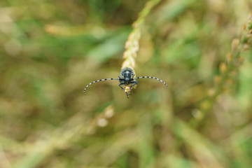 Golden-bloomed Grey Longhorn (Agapanthia villosoviridescens) in the UK