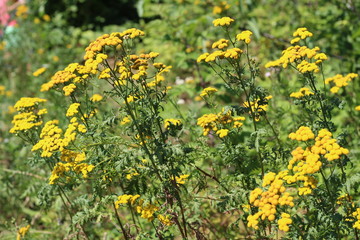 Yellow tansy flowers Tanacetum vulgare, common tansy, bitter button, cow bitter, or golden buttons in the green summer meadow.