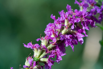 Obraz premium Purple bugle flower, taken in the UK
