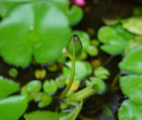 A lotus flower get up was blooming soon in a plants pot.