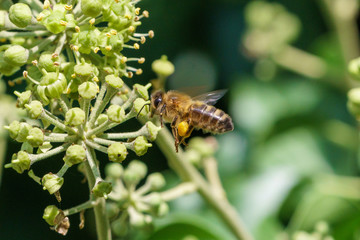 Honeybee (Apis mellifera) in the UK