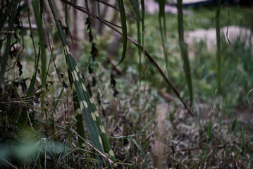 Close-up shot of zebra grass and other