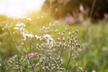 Forest meadow with wild grasses,Macro image with small depth of field,Blur background