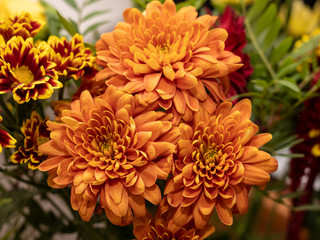 Colorful chrysanthemum flowers from a shop