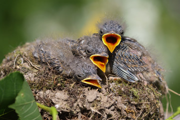 baby birds in their nest