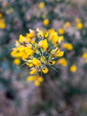 Yellow gorse flower taken in the UK