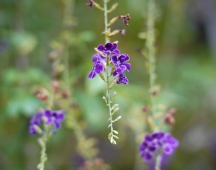 Close up a purple bouquet was gradually blooming in flower field.