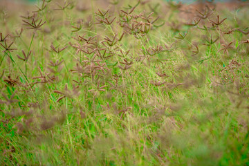 Brown grass flowers in a green field.soft focus.