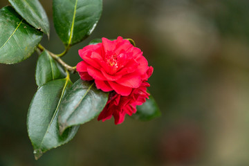 A bright red camelia flower