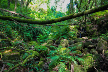 Obraz premium Floresta Verde