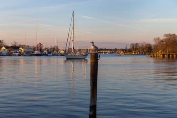 Seagull on a post at sunset in Solomons Island Calvert County Southern Maryland on the Chesapeake...