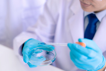 Asian scientist dropping blue liquid chemical in laboratory. Professor in science lab of university.  Doctor wears blue gloves look at detail in liquid experiment on petri dish in science laboratory.
