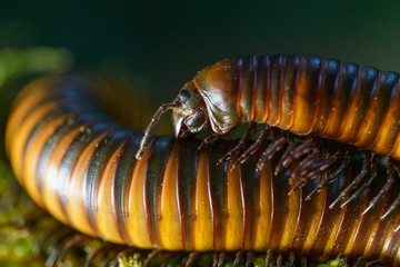 Giant Millipede (Thyropygus sp.) , large red and black millipede