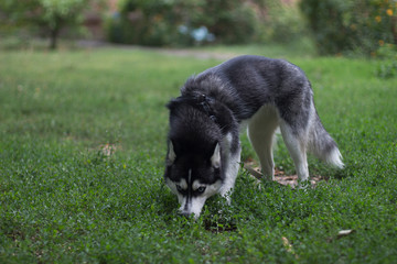 siberian husky on the grass