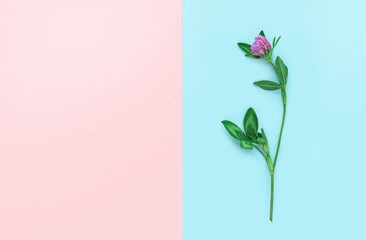 Clover flower on pink and blue background, flat lay, top view, copy space, minimal.