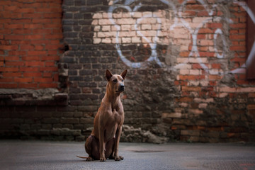 dog on a grunge wall background. Thai ridgeback outside