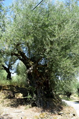 very old olive trees