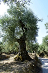 very old olive trees