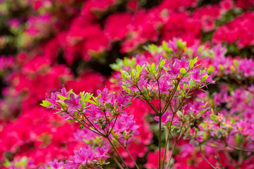 Fototapeta premium Azalea flower on bush, in soft pink